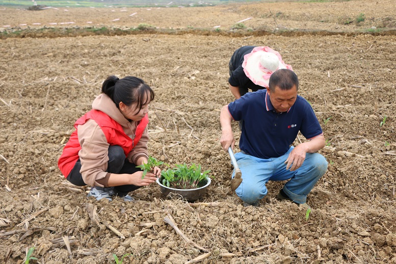 金穗特派組在田間講解大豆玉米帶狀復合種植高產(chǎn)栽培技術.JPG