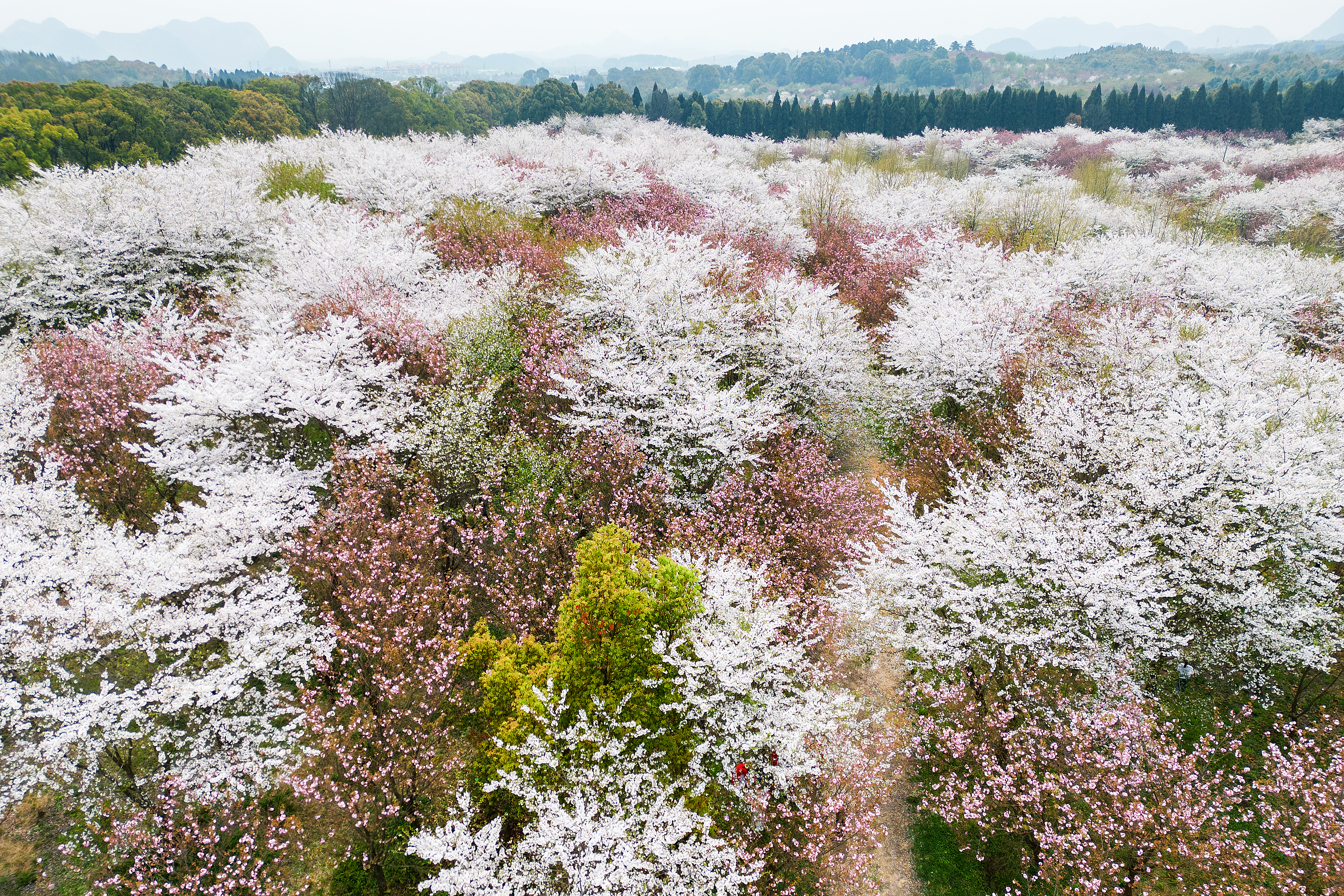 727117-貴安櫻花園.JPG