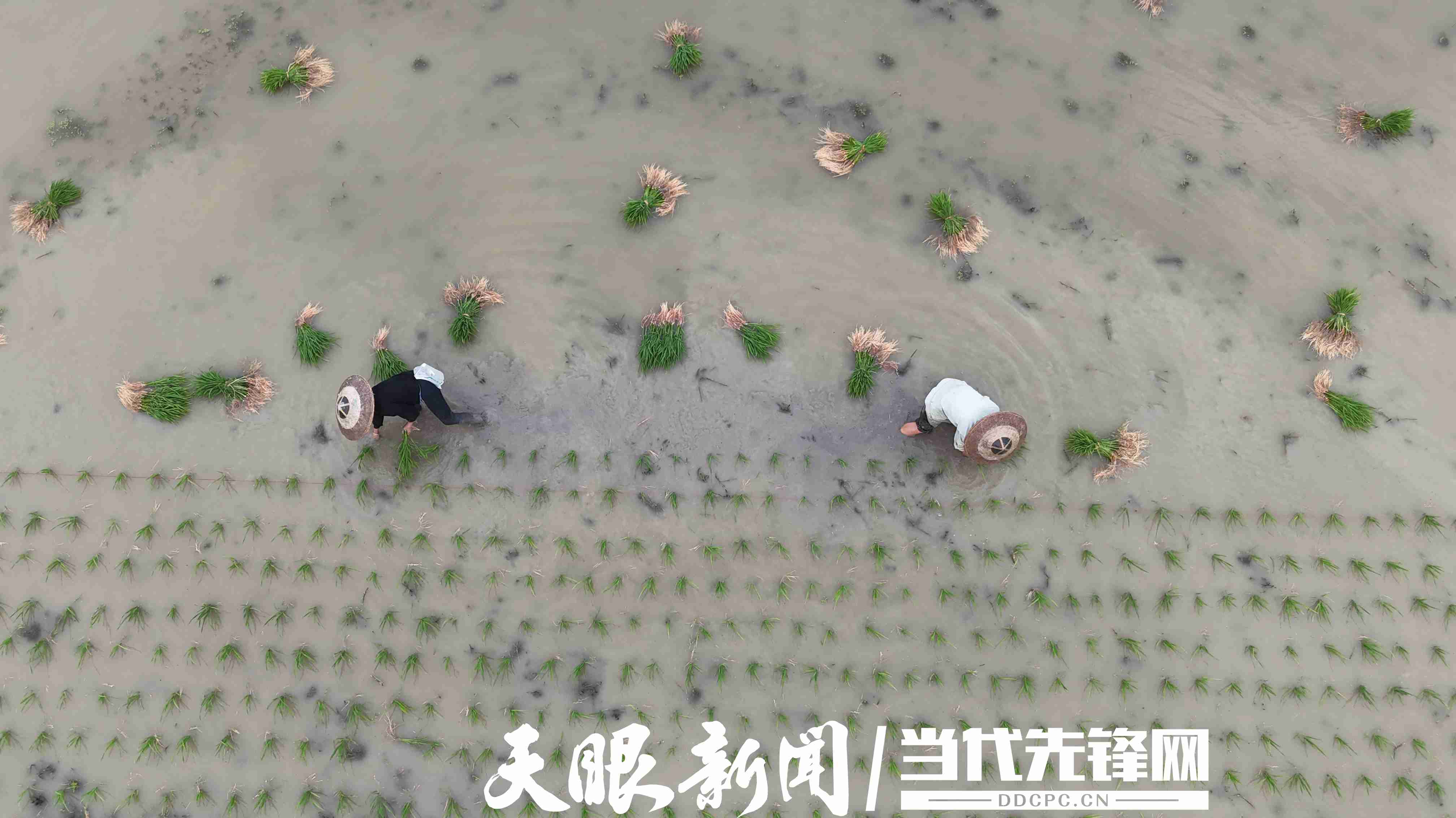 DJI_20250518174517_0531_D.JPG