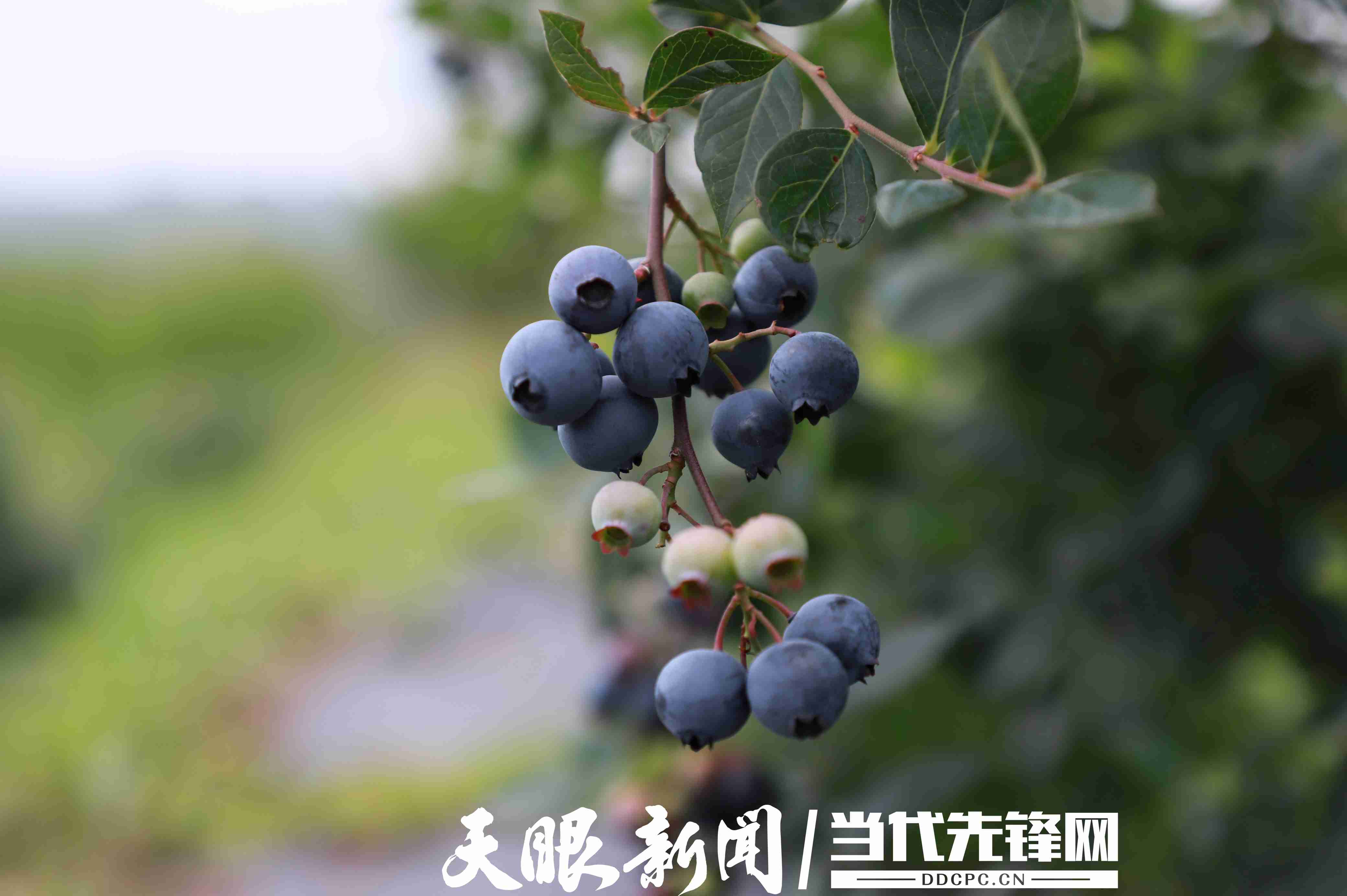 2025年6月4日，貴州省黔東南州凱里市碧波鎮(zhèn)朝陽村藍莓種植基地里，藍莓掛滿枝頭藍莓。拍攝者：龍仙桃1.JPG