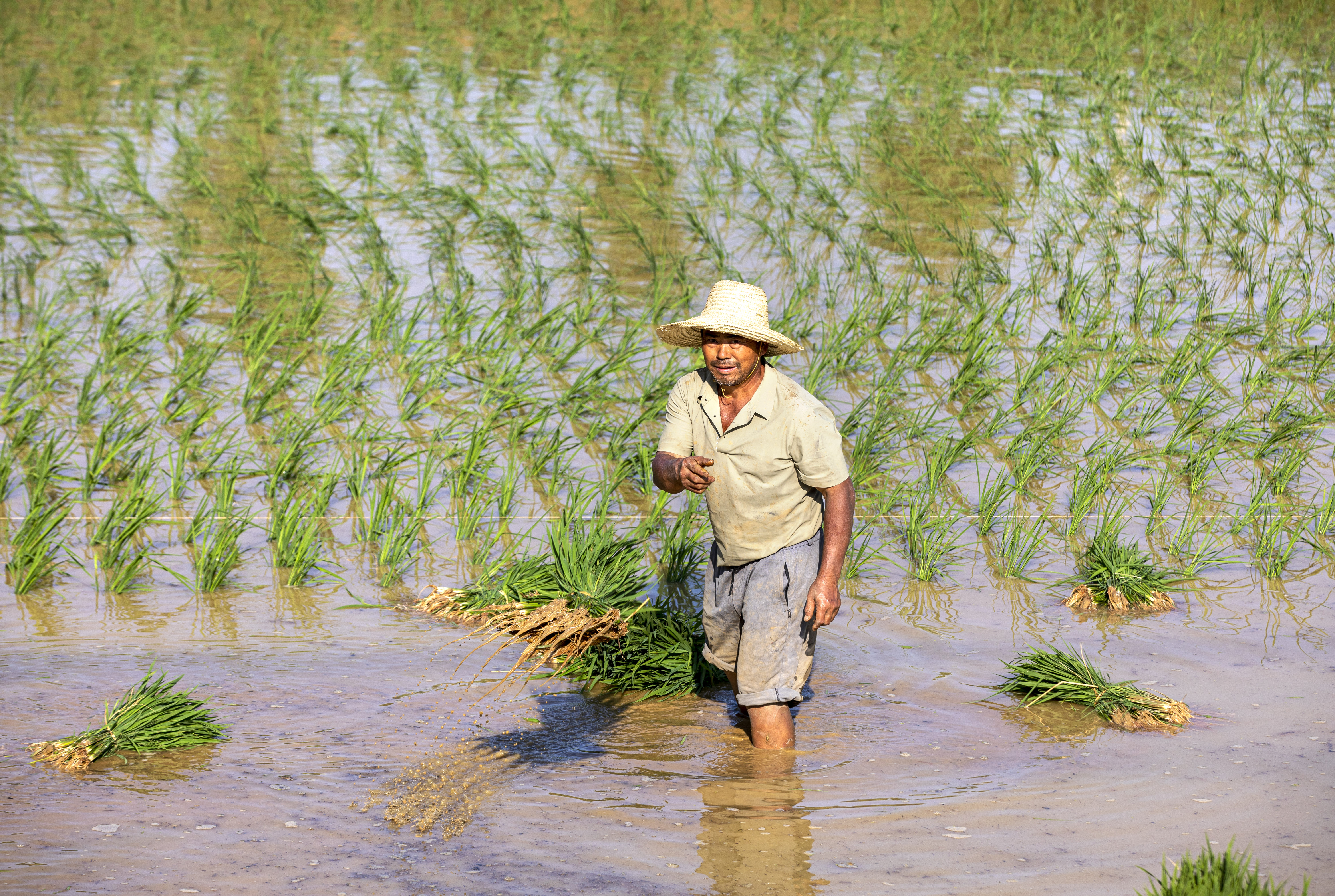 黔西:7万亩优质水稻插秧接近尾声