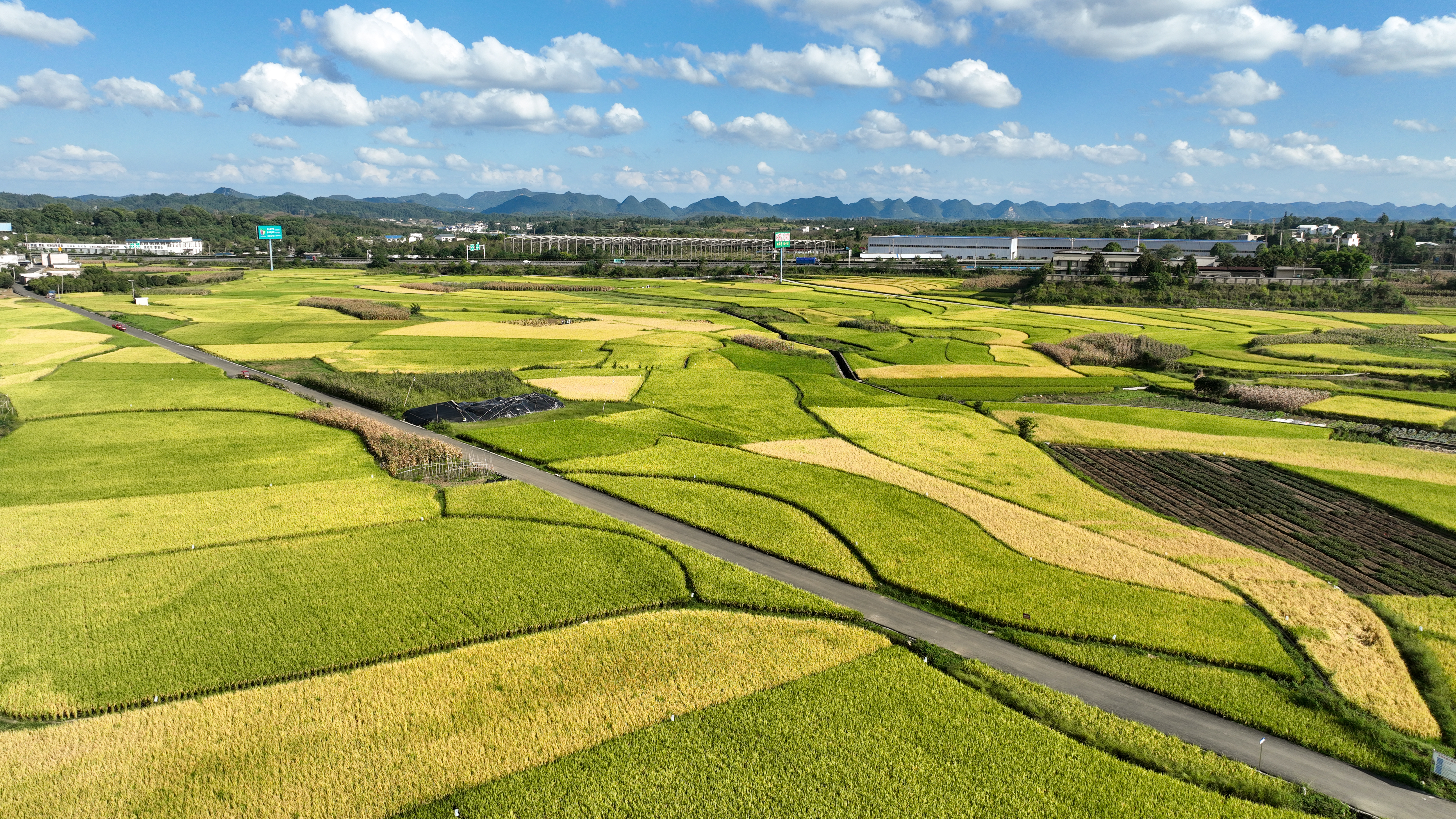 清镇市红枫湖镇民乐村金黄的稻田。沈建华 摄.JPG