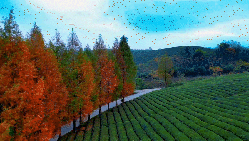 copy_4B5ED149-288A-43C0-8338-819AB1A46A2C.gif