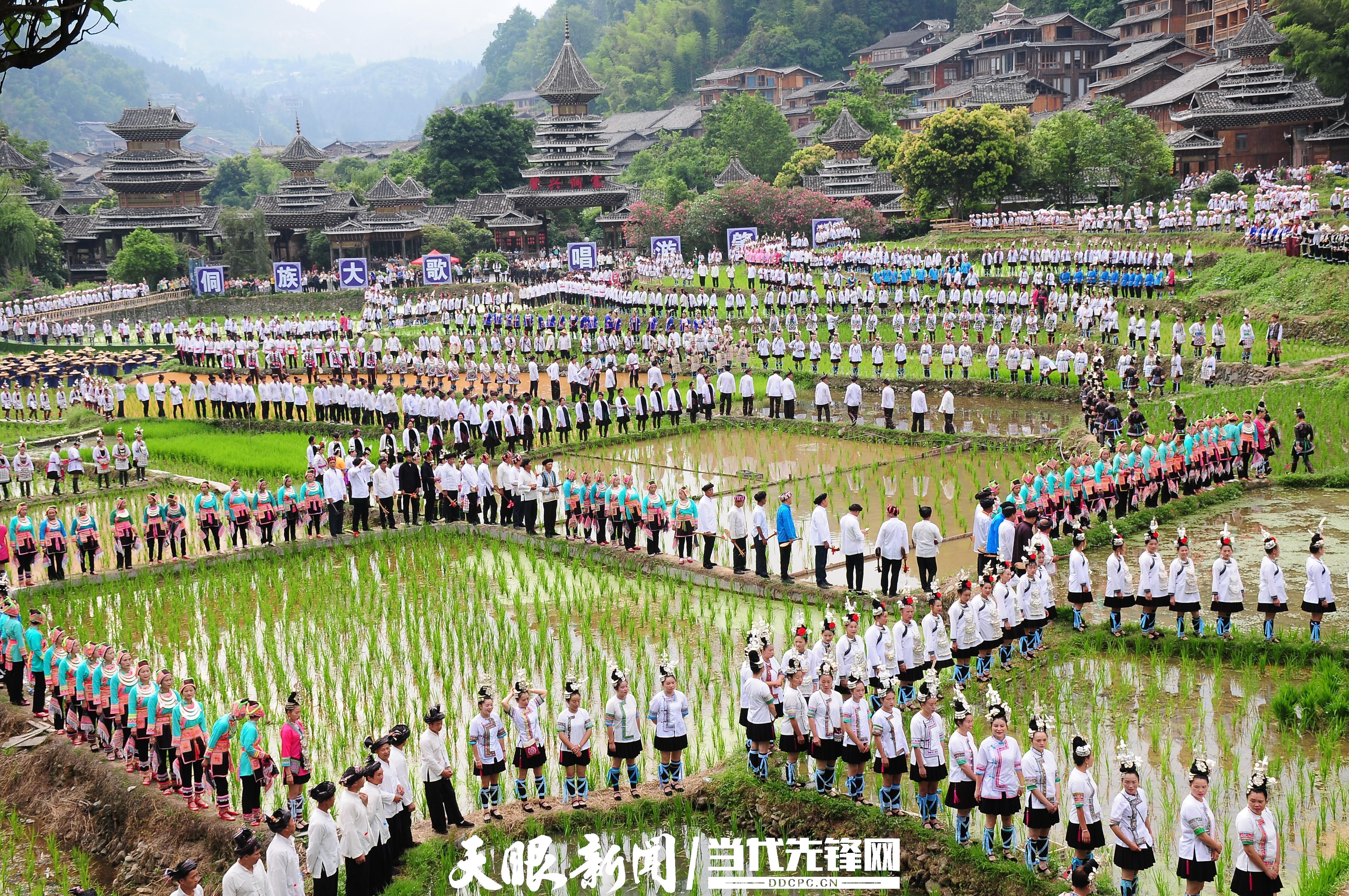 在田间地头唱响的侗族大歌。杨道军 摄.jpeg