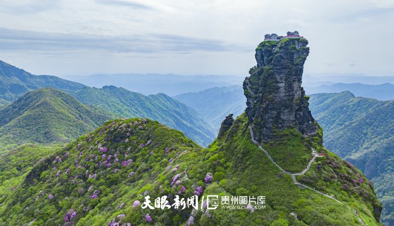 746471-5月6日在貴州省銅仁市梵凈山景區(qū)拍攝的杜鵑花（無(wú)人機(jī)照片）。.jpg