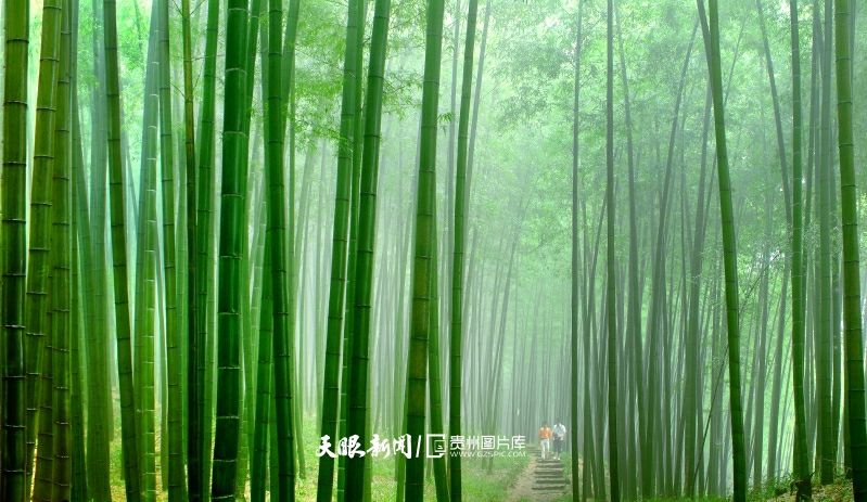 490667-赤水竹海國家森林公園.jpg