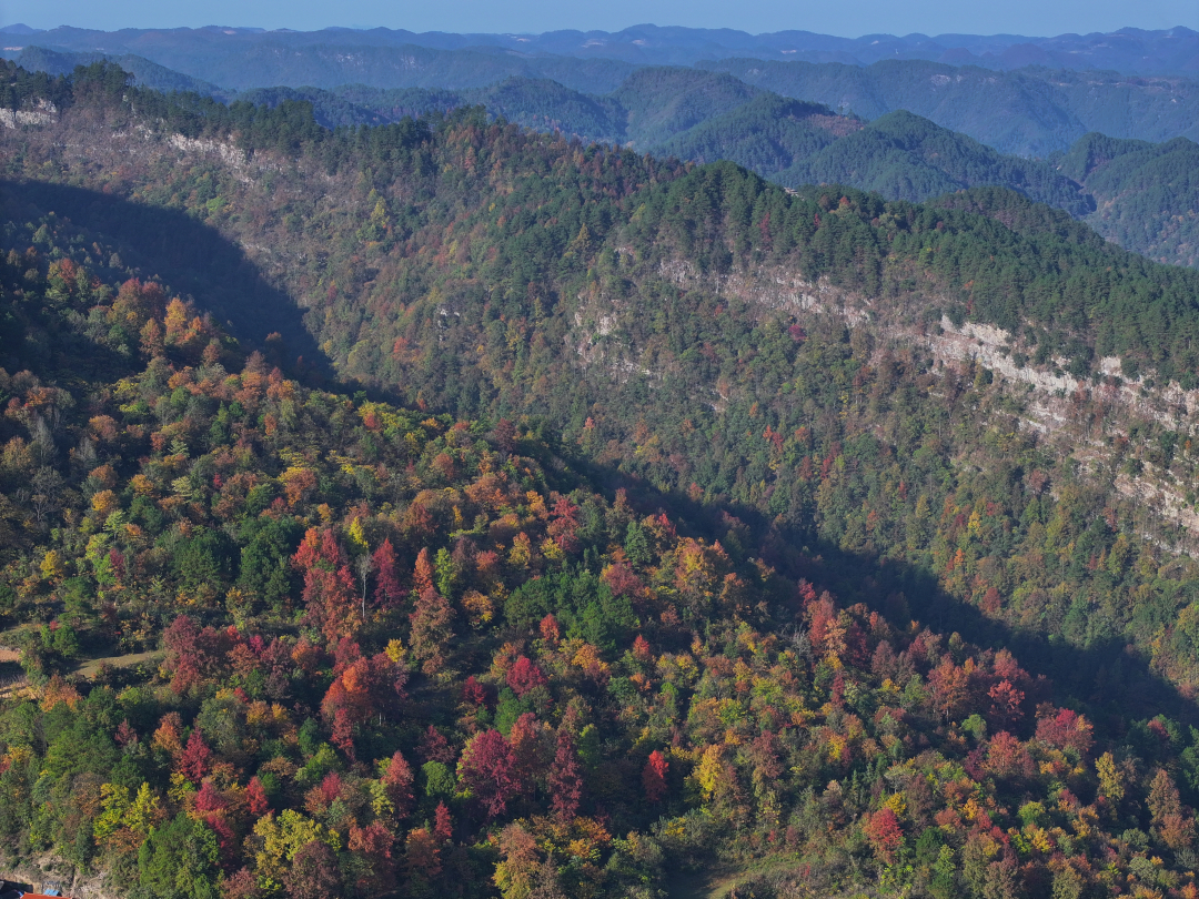 1730161796823715_compress.jpg 白岩山村枫树红叶美景(杨云摄).JPG