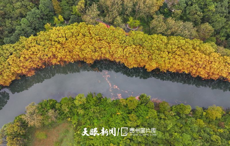 807415-2024年10月13日，市民在貴州省貴陽市花溪國家城市濕地公園黃金大道賞景游玩。.jpg