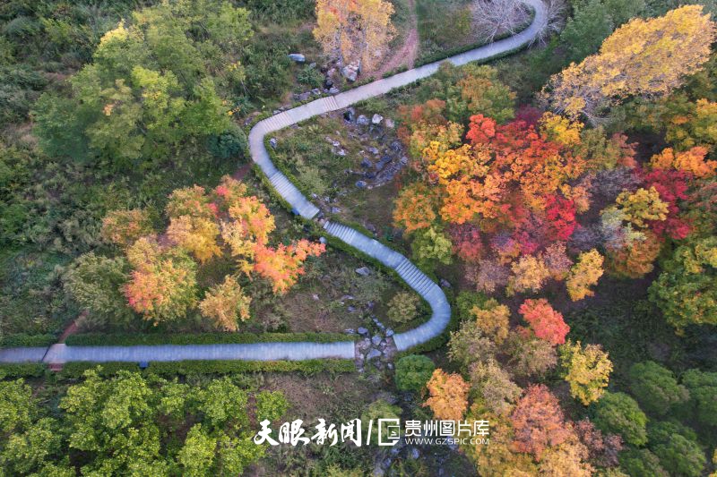 808671-2024年10月17日，威寧自治縣草海北坡生態(tài)公園內(nèi)秋意正濃，層林盡染的樹木與道路交相輝映，展現(xiàn)出別樣姿態(tài)，成為城市一道亮麗的風景線。(4).jpg