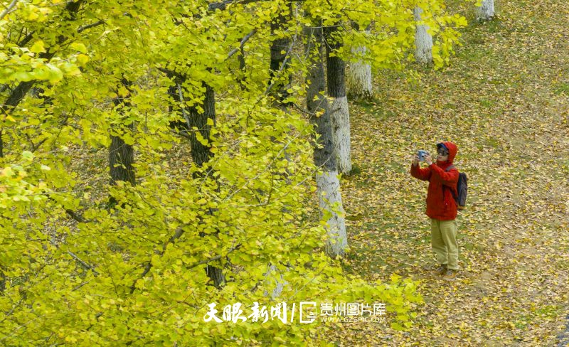 809858-10月22日，市民在貴州省銅仁市萬山區(qū)高樓坪鄉(xiāng)青年湖村黃家寨的銀杏樹旁拍照。.jpg