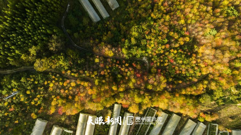 810082-10月23日，位于六盤水市鐘山區(qū)大河鎮(zhèn)大地村的大地印象生態(tài)農(nóng)莊，層林盡染，一幅秋天的絕美畫卷。.jpg