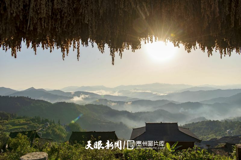 810486-2024年10月23日，在貴州省從江縣丙妹鎮(zhèn)岜沙苗寨拍攝的禾晾“曬秋”景觀。.jpg
