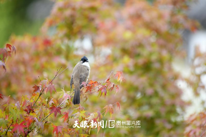 814004-2024年11月1日，貴州省仁懷市楠竹林公園，小鳥在紅葉枝頭停歇。.jpg