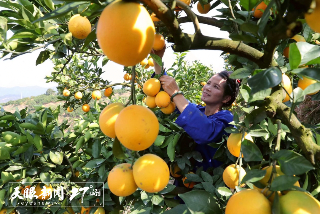 榕江縣古州鎮(zhèn)牛背坡臍橙種植基地，果農(nóng)在采摘臍橙。李長華 攝（貴州圖片庫發(fā)）.png
