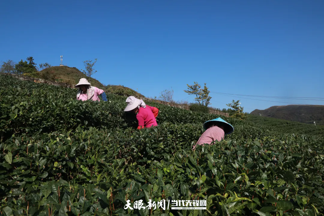 茶園管護(hù).webp.png