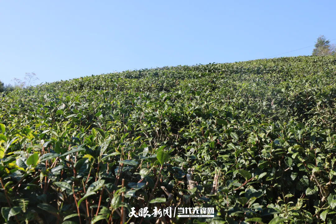 茶山.webp (1).png