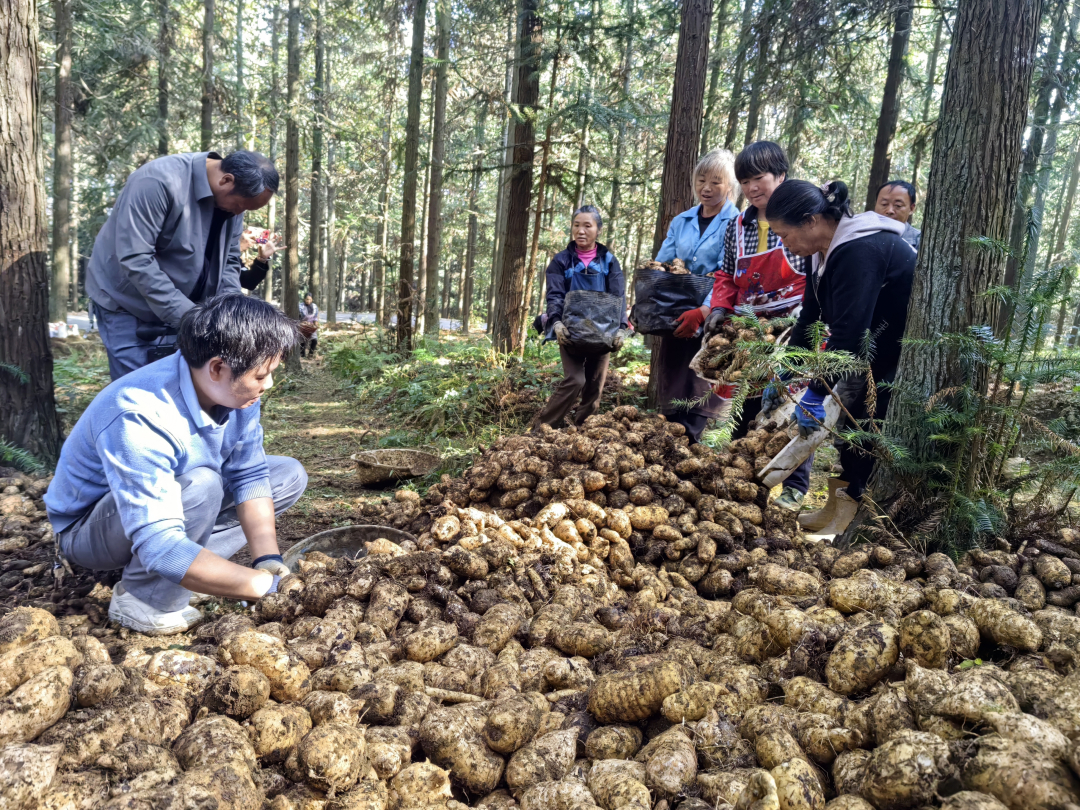 赫章縣平山林場林下天麻種植基地工人分揀天麻。閔罡  攝.jpg