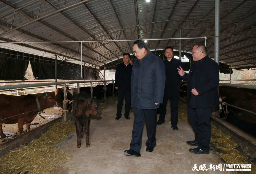 DPCL4961-1----圖為徐麟在黎平縣孺子牛種養(yǎng)殖農(nóng)民專業(yè)合作社考察，了解牛產(chǎn)業(yè)發(fā)展情況。貴州日?qǐng)?bào)天眼新聞?dòng)浾?杜朋城 攝影.jpg
