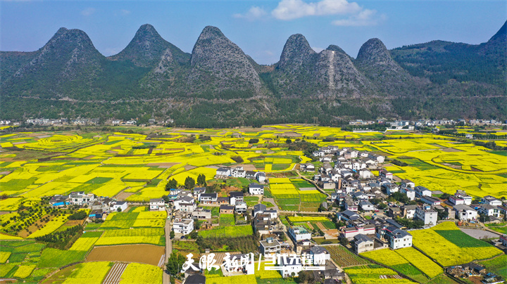 422612-航拍的興義市萬峰林的油菜花田。.jpg