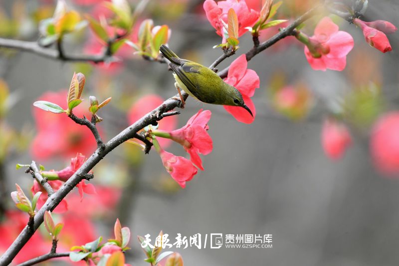 852282-2025年3月10日，一只叉尾太陽鳥在貴州省仁懷市楠竹林公園內(nèi)的貼梗海棠花枝頭停留。.jpg