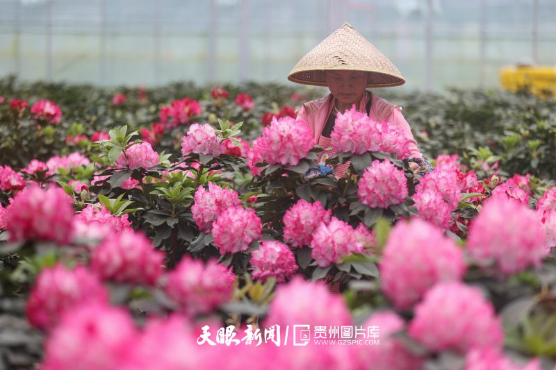 852885-2025年3月11日，位于貴州省畢節(jié)市七星關(guān)區(qū)岔河鎮(zhèn)大寨社區(qū)的花卉基地智能玻璃溫室里，工人正在花卉基地里進(jìn)行日常管護(hù)工作。.jpg
