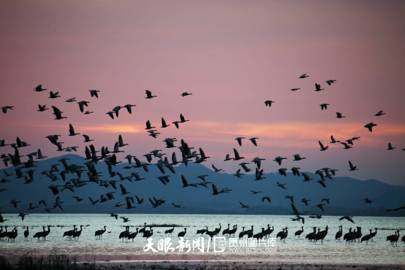852793-3月11日清晨，黑頸鶴等候鳥舒展羽翼迎著朝霞陸續(xù)北遷，與煙波浩渺的草海湖面構(gòu)成絕美畫卷。.jpg