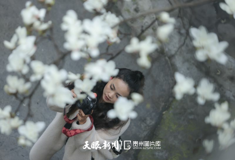 853353-3月13日，市民在貴陽市白云區(qū)朝暉路觀賞玉蘭樹。.jpg