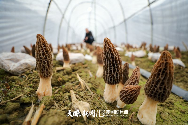 853490-2025年3月13日，居民在貴州省銅仁市江口縣雙江街道磨灣社區(qū)田間察看羊肚菌生長情況。.jpg