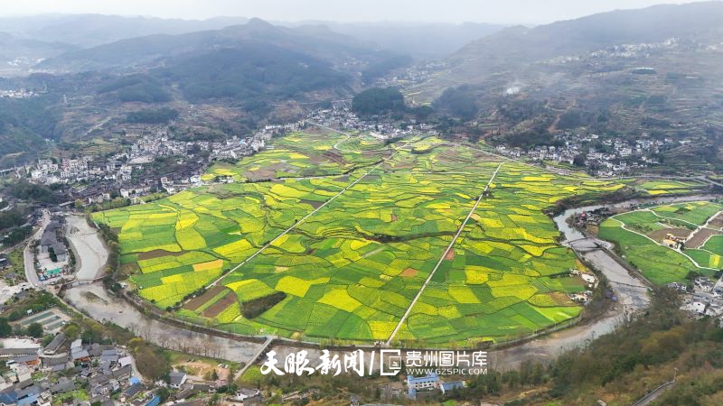 854178-2025年3月15日，貴州省貴陽市開陽縣禾豐鄉(xiāng)青龍河畔的“玉水金盆”景區(qū)千畝油菜花競相綻放。.jpg