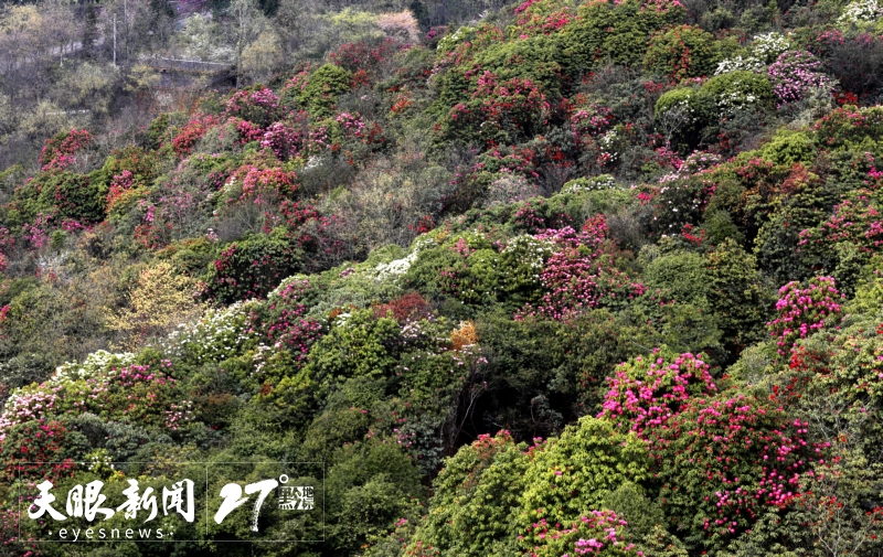 596061-3月29日，百里杜鵑風(fēng)景區(qū)杜鵑花開。_a.jpg