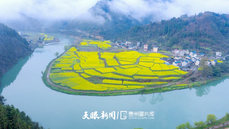 854874-2025年3月18日，在岑鞏縣注溪鎮(zhèn)周坪村拍攝的陸續(xù)盛開的油菜花與錯落有致的民房相互映襯，景色如畫。.jpg