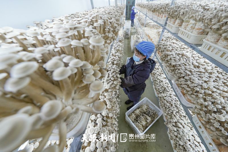 855438-3月19日，在畢節(jié)市農(nóng)投菌業(yè)科技有限責(zé)任公司的鹿茸菇培養(yǎng)室里，工作人員在采收菌菇。.jpg