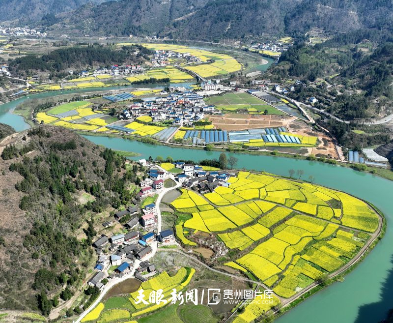 855274-2025年3月19日，貴州省黔東南苗族侗族自治州岑鞏縣思旸鎮(zhèn)磨寨村的油菜花競相綻放，與村莊、河流、山巒交相輝映，勾勒出一幅和美鄉(xiāng)村畫卷。.jpg