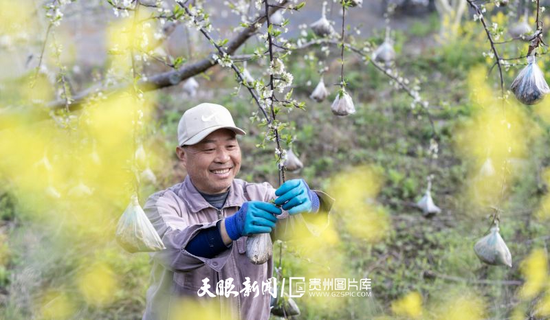 855169-2025年3月18日，村民在貴州省黔南布依族苗族自治州羅甸縣羅悃鎮(zhèn)響水村蜂糖李種植基地給果樹壓枝。.jpg