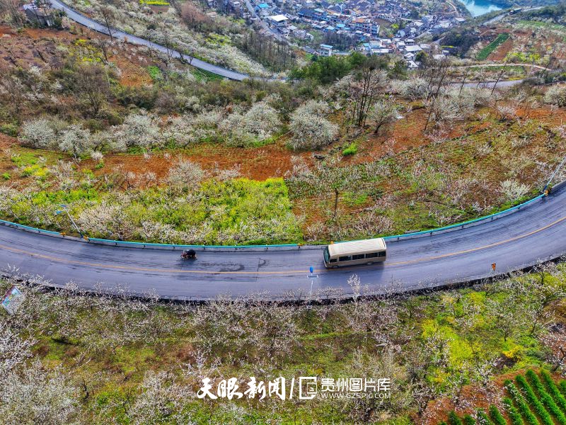 855287-2025年3月19日，貴州省黔西市大關(guān)鎮(zhèn)境內(nèi)省道211沿山蜿蜒而下，一路桃花李花爭相開放，景色美不勝收。.jpg