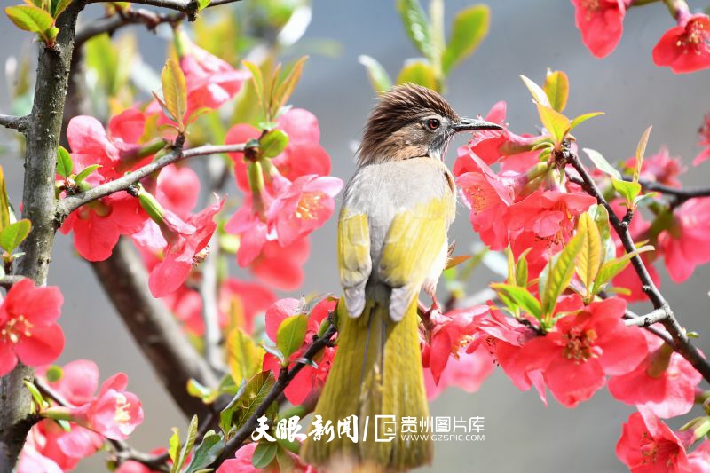 855392-2025年3月19日，貴州省仁懷市楠竹林公園，鳥兒在鮮艷的貼梗海棠花間停留。.jpg