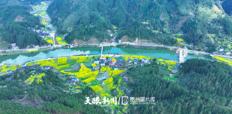 855420-2025年3月19日，貴州省錦屏縣大同鄉(xiāng)解放村油菜花競相綻放，與村莊、河流、山林、公路等相互映襯，景美如畫。.jpg