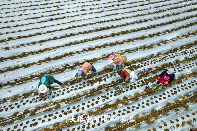 855655-2025年3月20日，貴州省黔西市洪水鎮(zhèn)附廓社區(qū)農(nóng)民在種植中藥材丹參（無人機(jī)照片）。.jpg