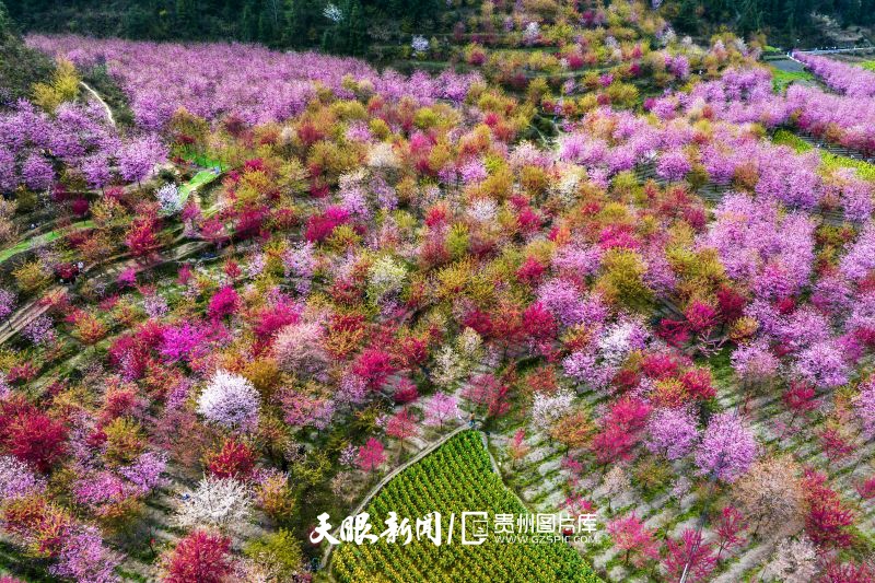 855633-探櫻正當(dāng)時(shí)貴陽上麥城村五彩櫻花歡迎你.jpg