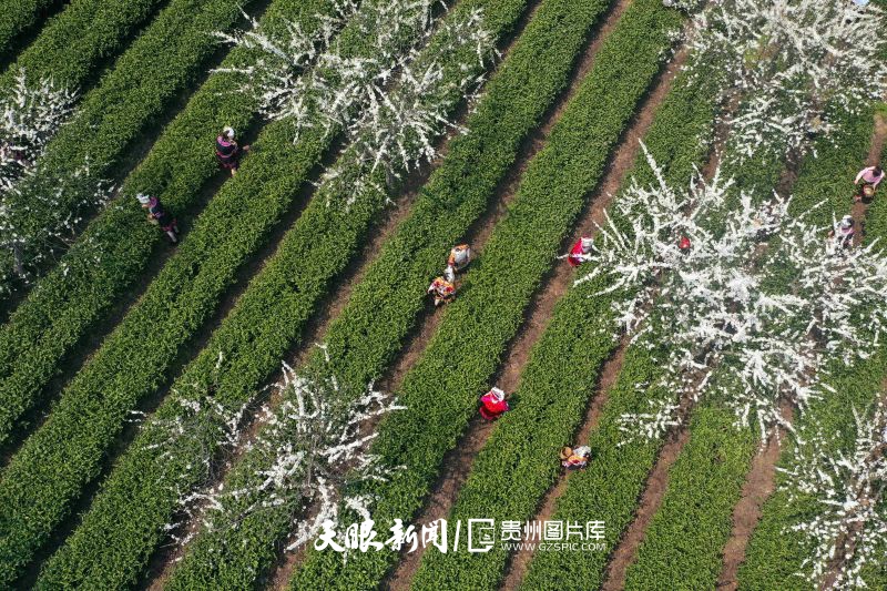 856664-3月22日，村民在貴州省黔南布依族苗族自治州福泉市陸坪鎮(zhèn)福興村茶園采摘春茶（無人機(jī)照片）。.jpg