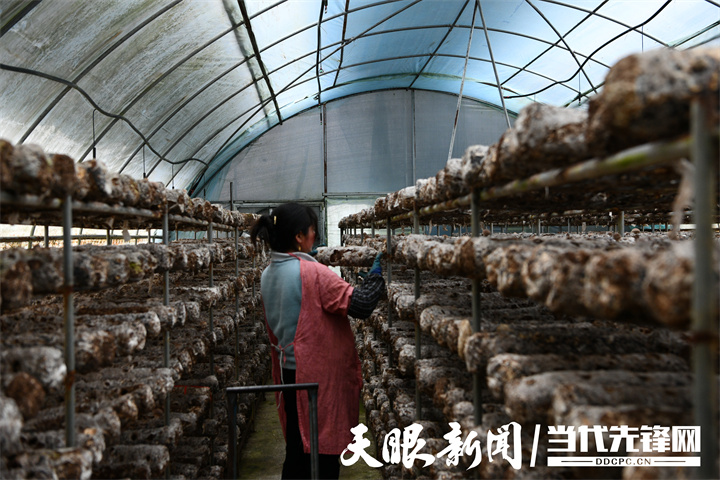 三橋鎮(zhèn)橋塘社區(qū)菇農(nóng)采收香菇.jpg