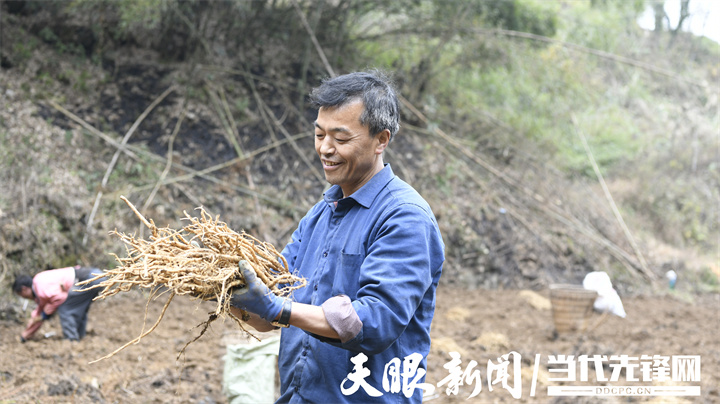 高樹國采收黨參2.jpg
