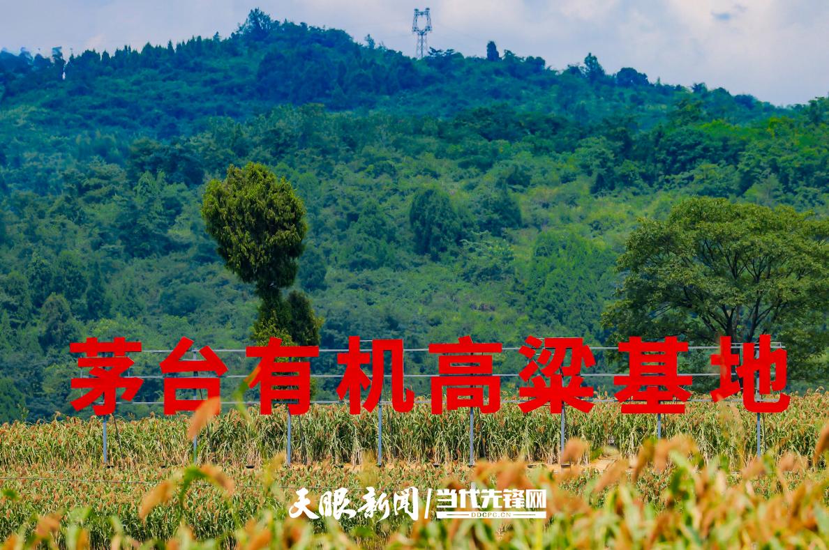 茅臺(tái)有機(jī)高粱.jpg