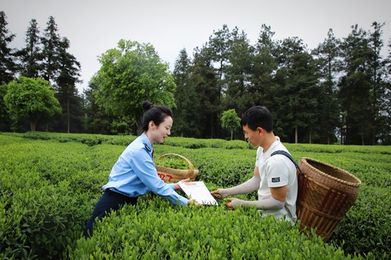 國(guó)家稅務(wù)總局鳳岡縣稅務(wù)局走進(jìn)茶海，全力打造“稅務(wù)+景區(qū)+游客”立體宣傳模式。（國(guó)家稅務(wù)總局鳳岡縣稅務(wù)局 曾令龍）.jpg