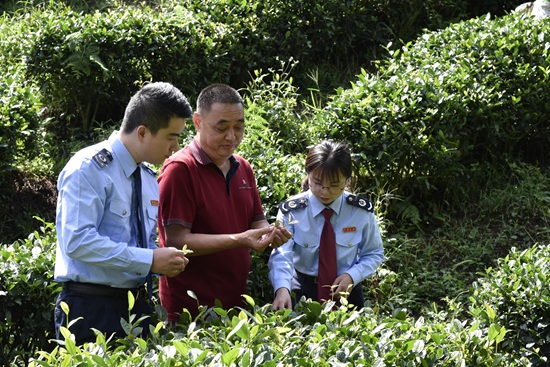 晴隆縣稅務(wù)局“助農(nóng)服務(wù)隊(duì)”走進(jìn)茶園，了解茶企春茶采摘、生產(chǎn)加工及銷售情況。（李嘉 攝）.jpg