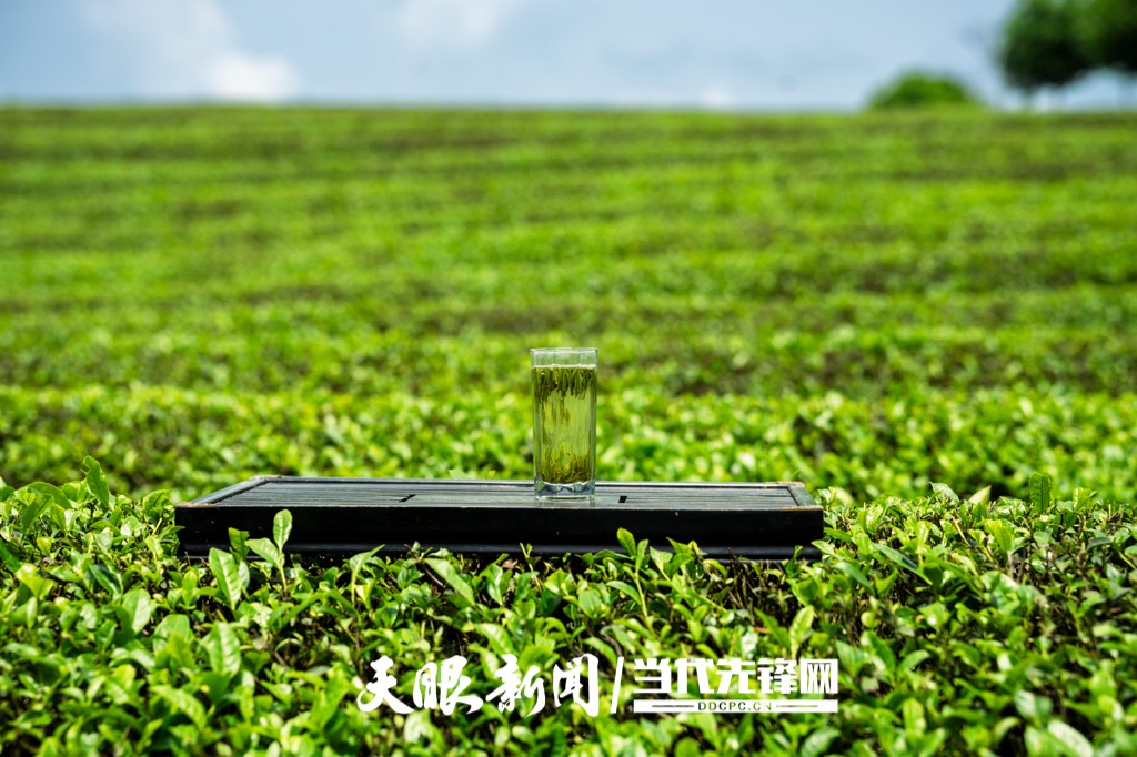 20250428，在贵州省岑巩县天马镇苗落村拍摄生态茶园一角。杨云13595595431摄的 (3)_Watermarked_1.jpg