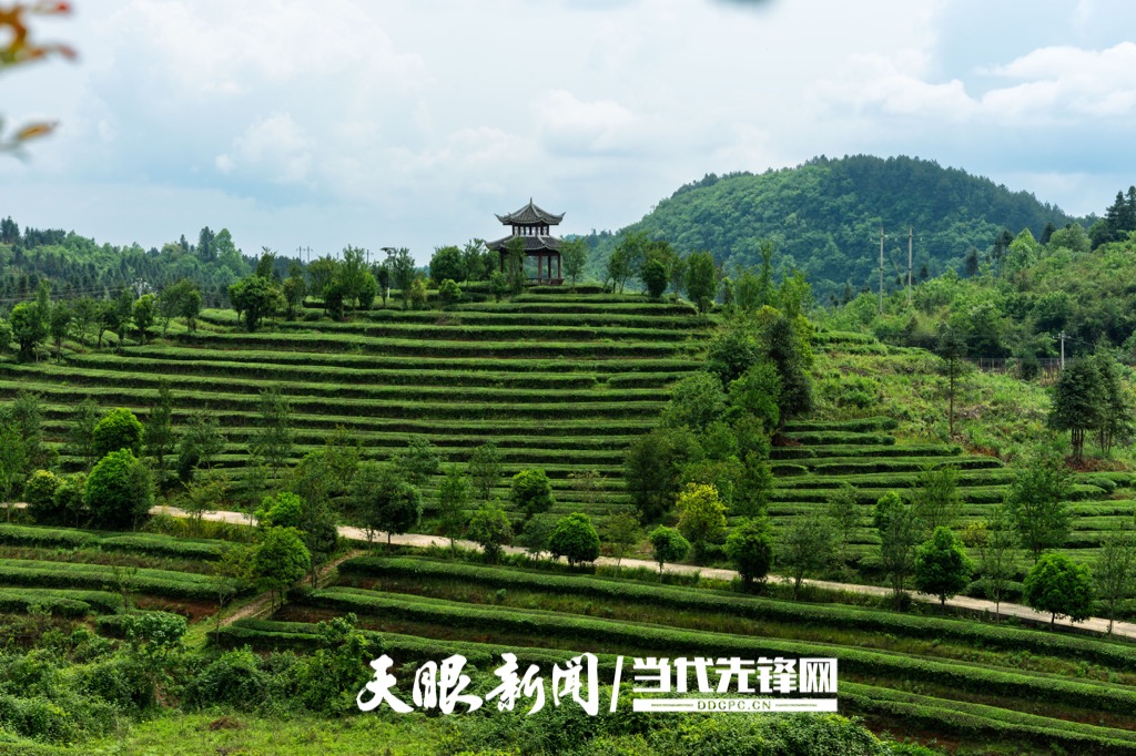 20250428，在贵州省岑巩县天马镇苗落村拍摄生态茶园一角。杨云13595595431摄的 (4)_Watermarked_1.jpg