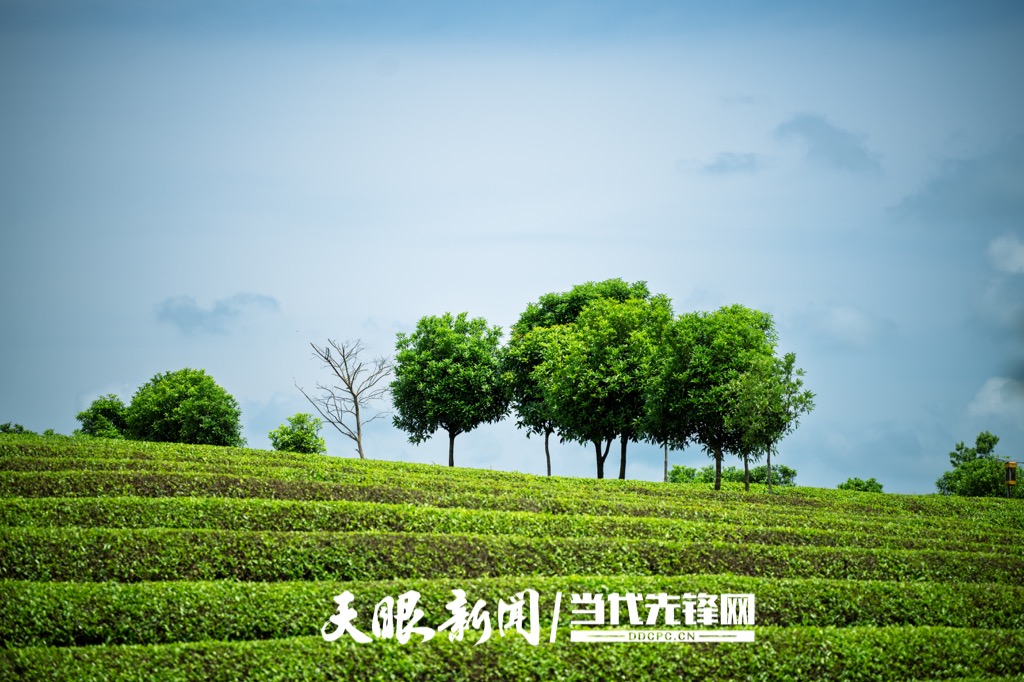 20250428，在贵州省岑巩县天马镇苗落村拍摄生态茶园一角。杨云13595595431摄 (6)_Watermarked_1.jpg