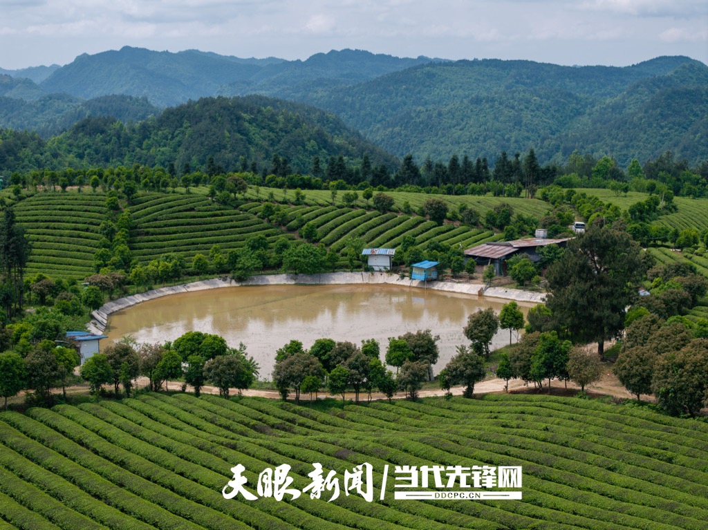 20250428，在贵州省黔东南州岑巩县天马镇苗落村拍摄生态茶园一景。杨云13595595431摄 (3)_Watermarked_1.jpg