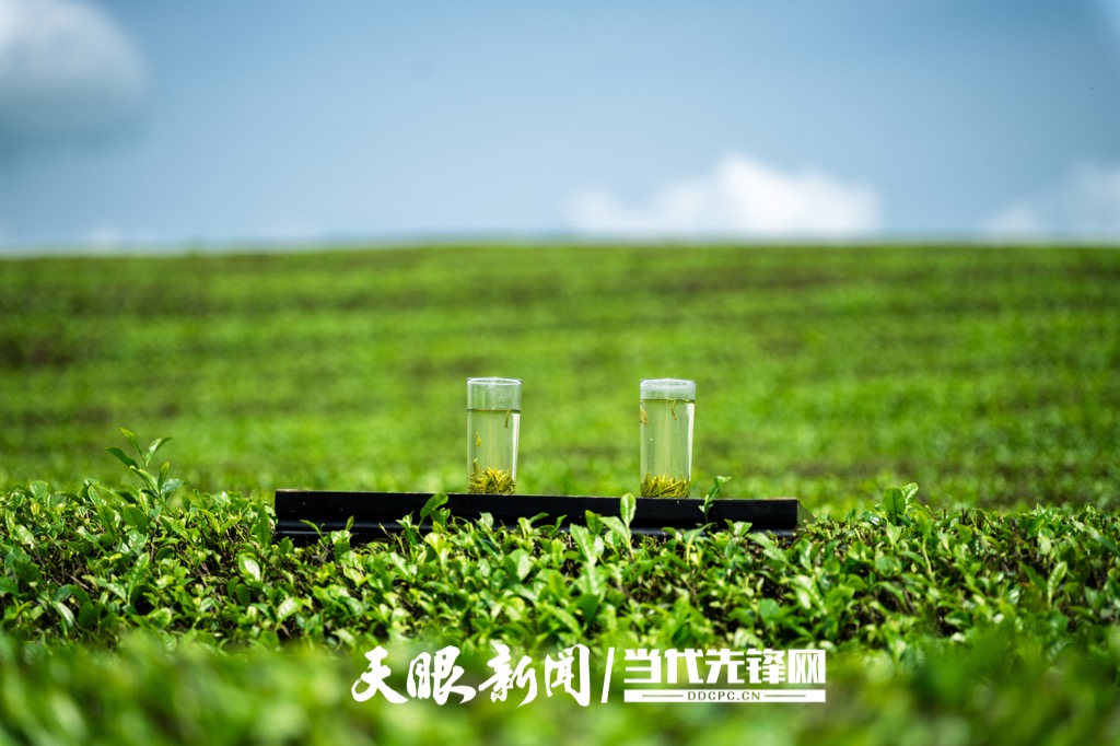 20250428，在贵州省岑巩县天马镇苗落村拍摄生态茶园一角。杨云13595595431摄 (4)_Watermarked_1.jpg
